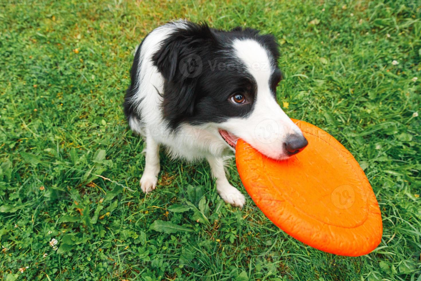 retrato al aire libre de un lindo y divertido cachorro border collie atrapando juguetes en el aire. perro jugando con disco volador. actividad deportiva con perro en el parque exterior. foto