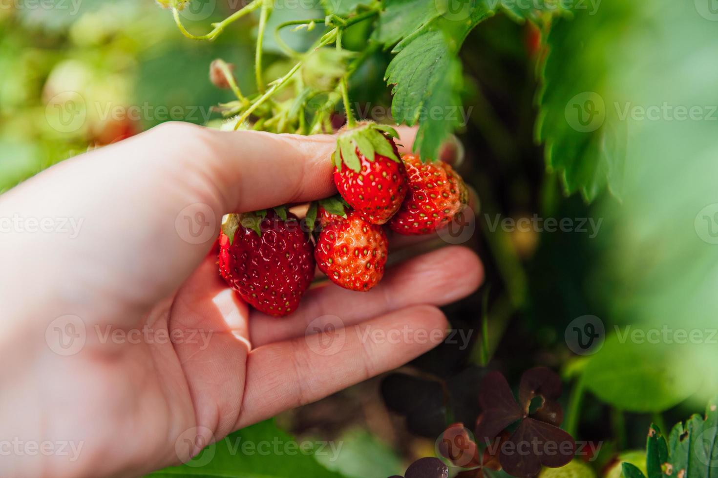 Gardening and agriculture concept. Female farm worker hand harvesting red fresh ripe organic strawberry in garden. Vegan vegetarian home grown food production. Woman picking strawberries in field. photo