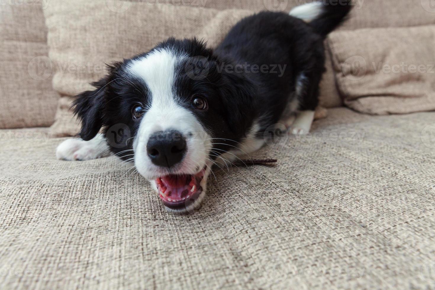 Funny portrait of cute smilling puppy dog border collie at home photo