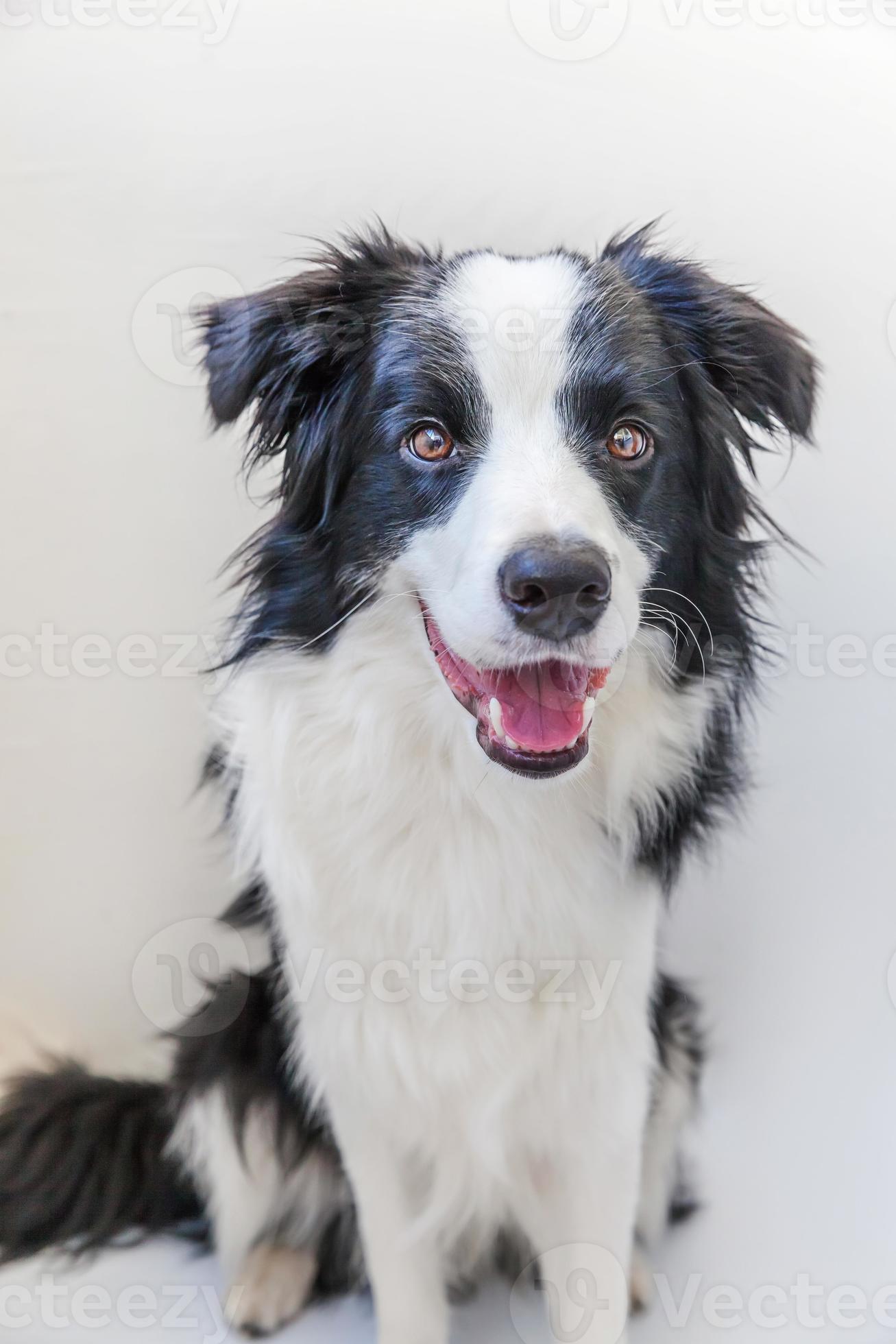 Funny Studio Portrait Of Cute Smilling Puppy Dog Border Collie