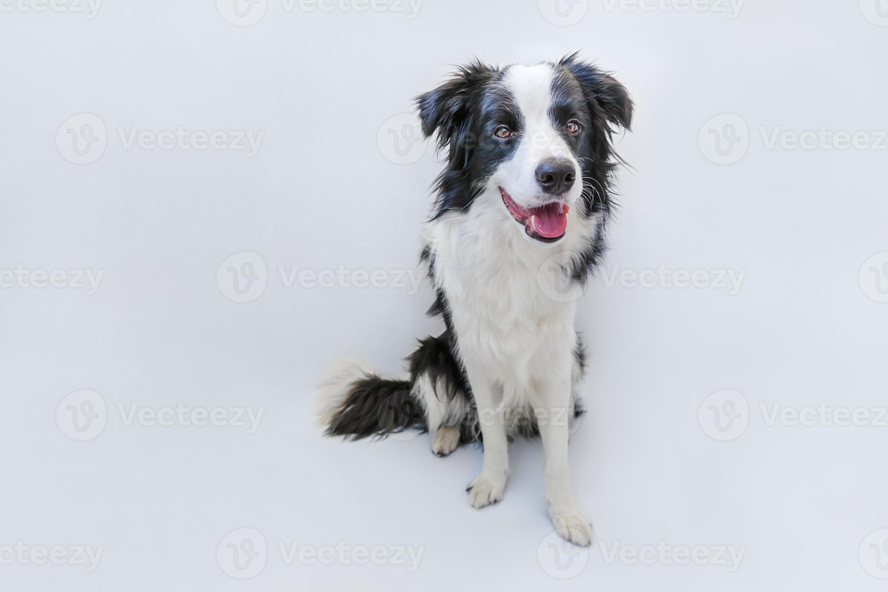 Funny studio portrait of cute smiling puppy dog border collie