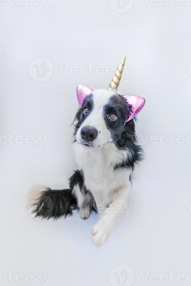 Gracioso retrato kawaii cachorro border collie con cuerno de unicornio aislado sobre fondo blanco. perro con maíz, lindo maíz para perros. mi feliz vida de unicornio. cuidado de mascotas y concepto animal. foto