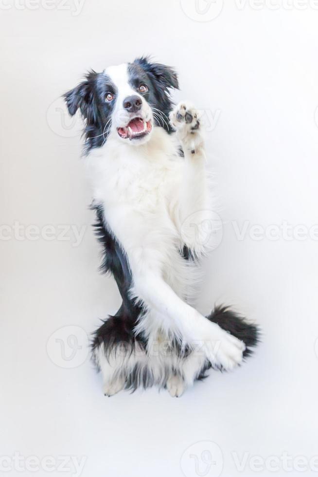 Funny studio portrait of cute smiling puppy dog border collie isolated on white background. New lovely member of family little dog gazing and waiting for reward. Pet care and animals concept. photo