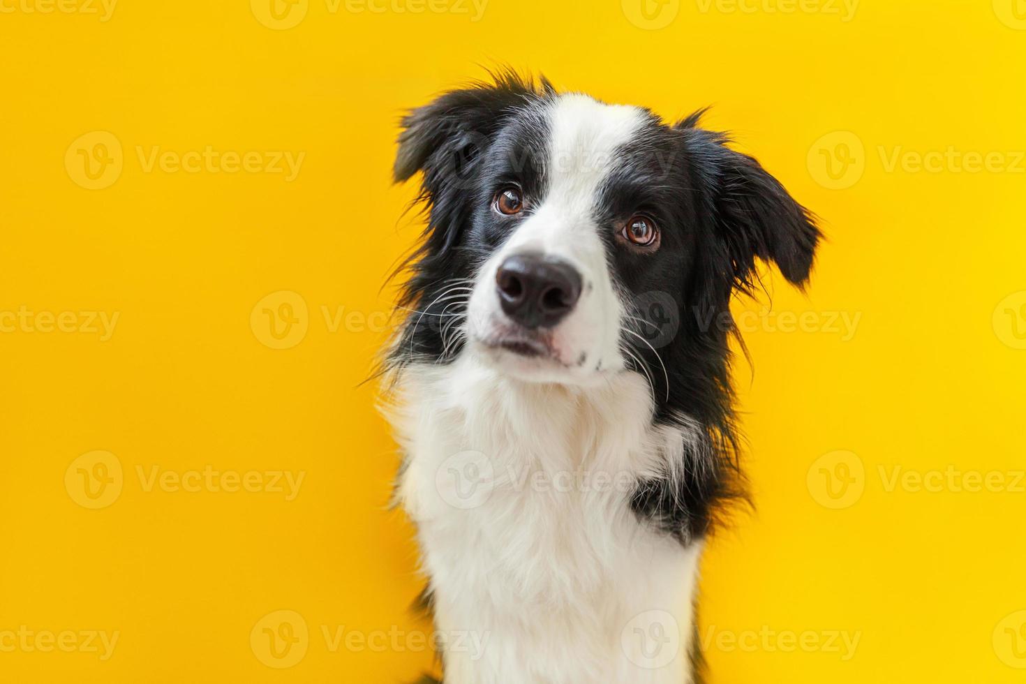 Funny studio portrait of cute smiling puppy dog border collie