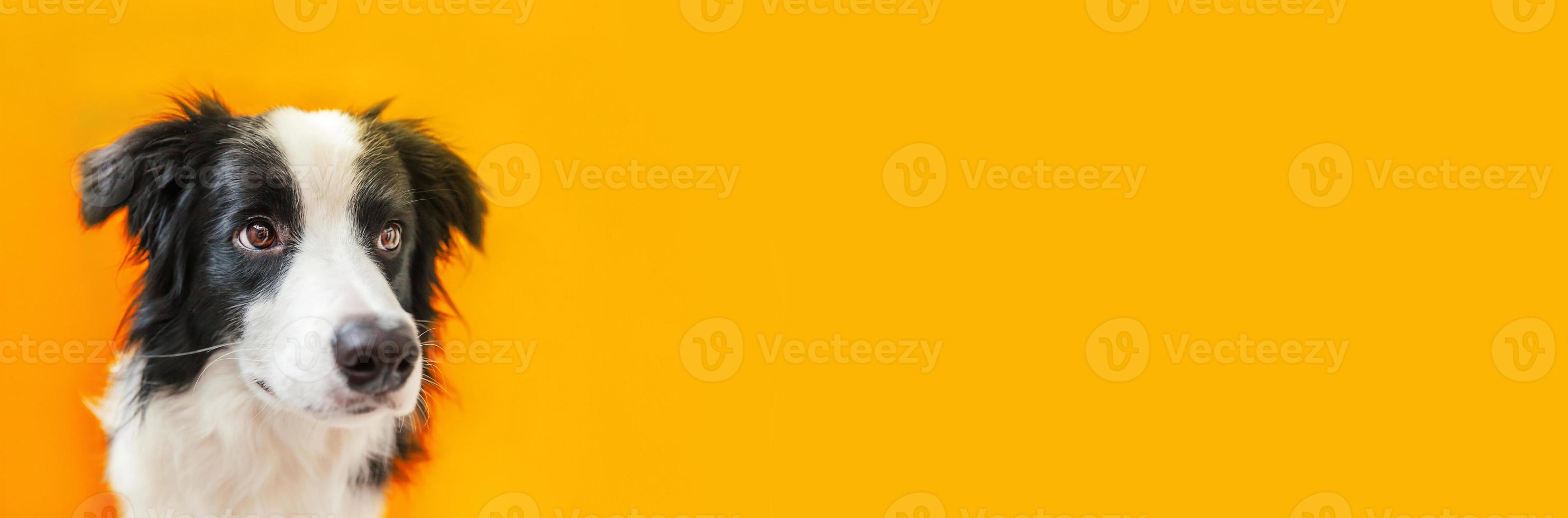 Funny studio portrait of cute smiling puppy dog border collie isolated on yellow background. New lovely member of family little dog gazing and waiting for reward. Pet care and animals concept Banner photo