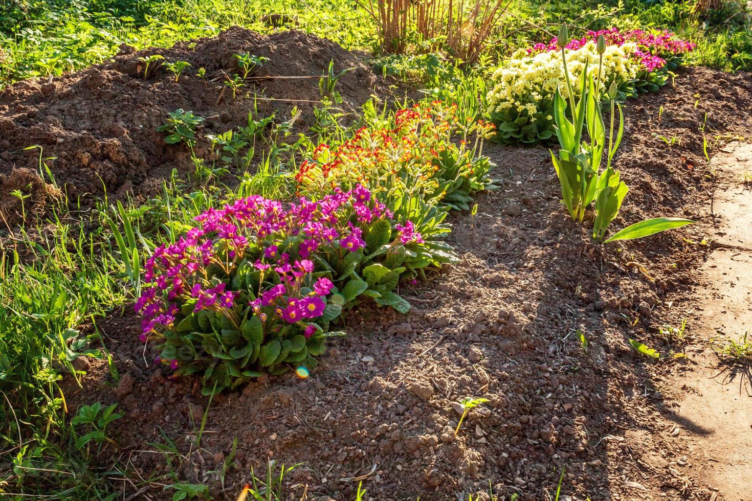 Primrose Primula blooming on flower bed. Inspirational natural floral spring or summer garden or park under soft sunlight and blurred bokeh background. Ecology nature spring landscape. photo