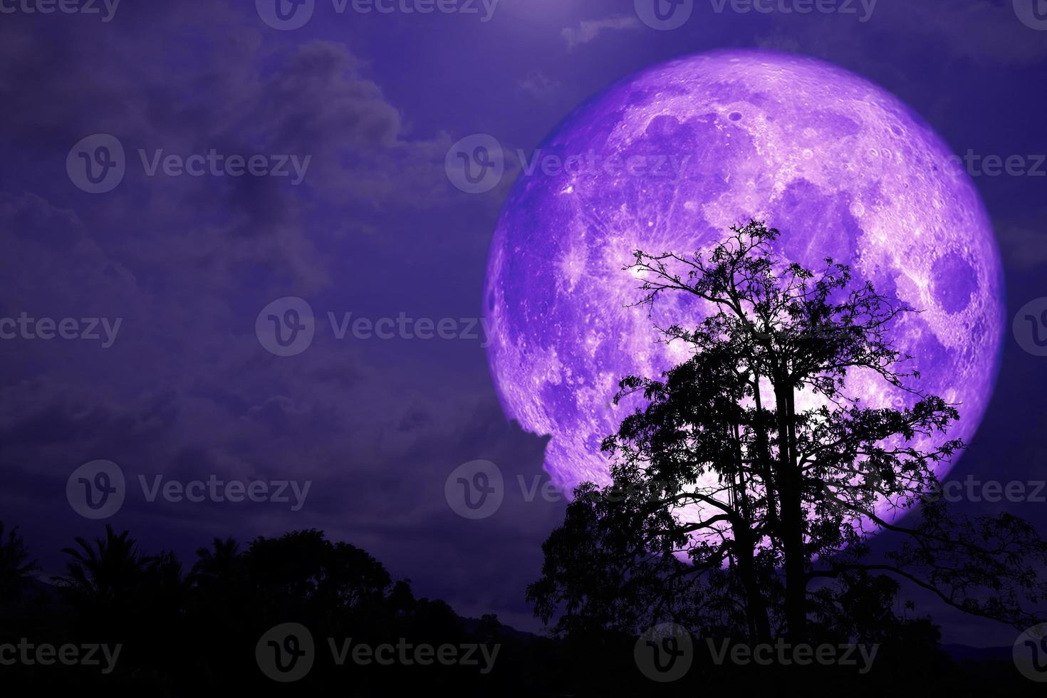 super luna de fresa morada de vuelta en la nube y el árbol en el campo y el cielo nocturno foto