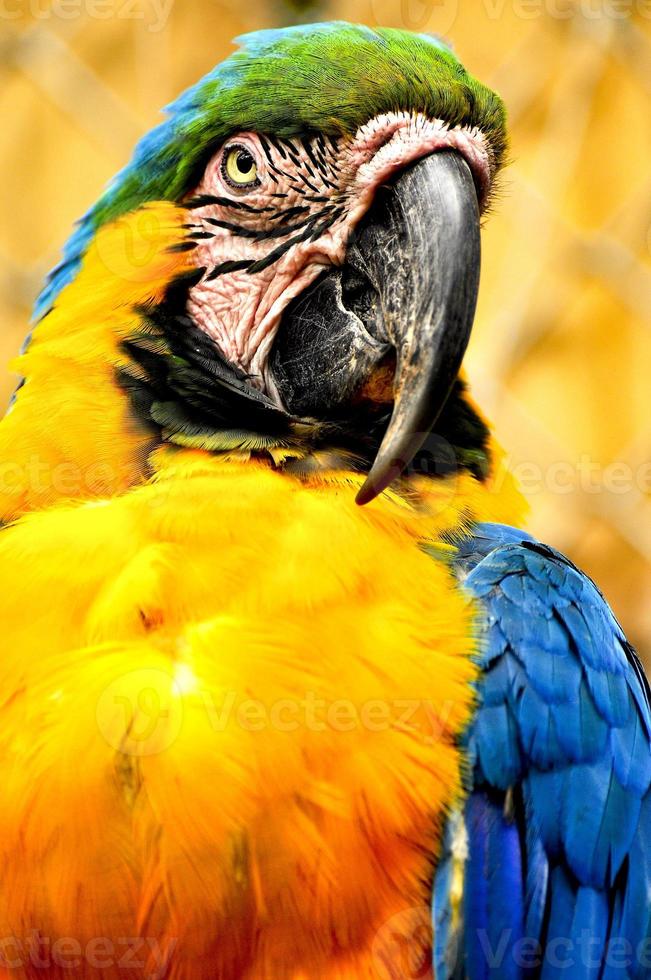 Parrot from Amazon Ecuador photo