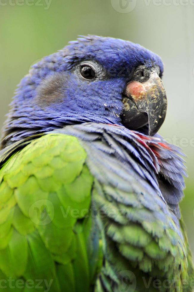 Parrot from Amazon Ecuador photo