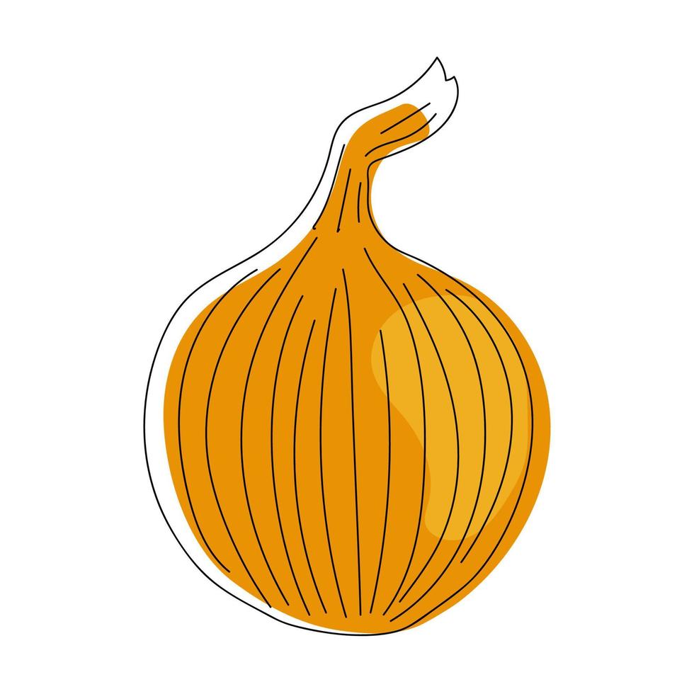 Hand drawn onion. vector