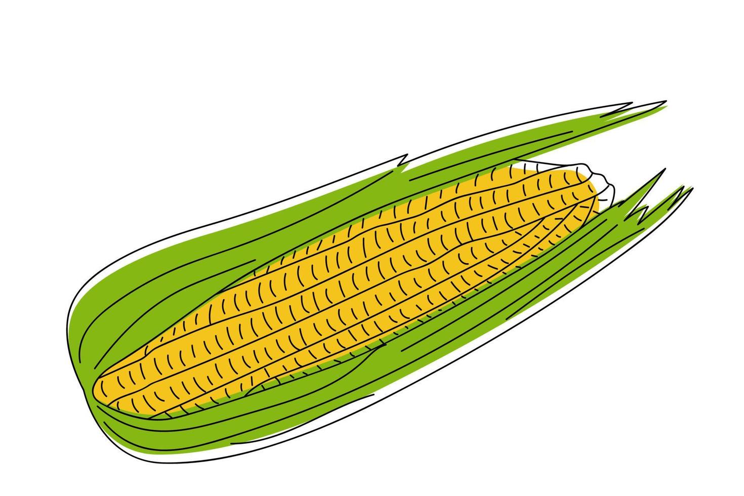 Hand drawn corn cob. vector