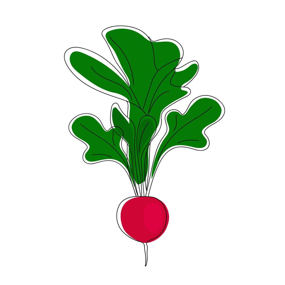 Hand drawn radish with tops. vector