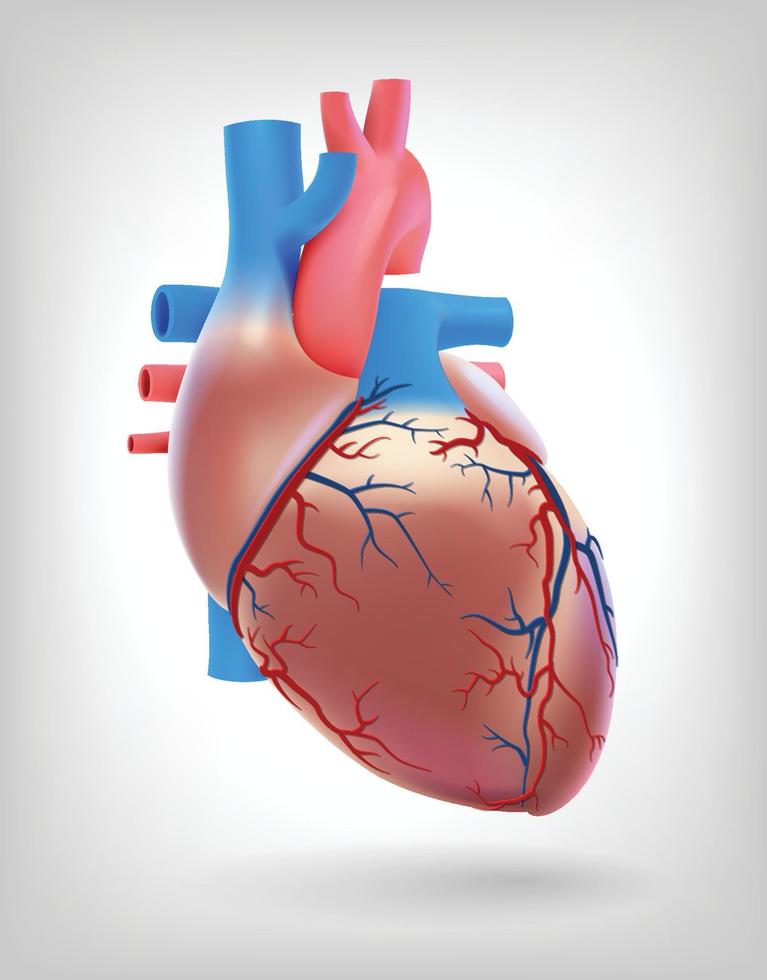 The illustration shows the arteries of the human heart. vector
