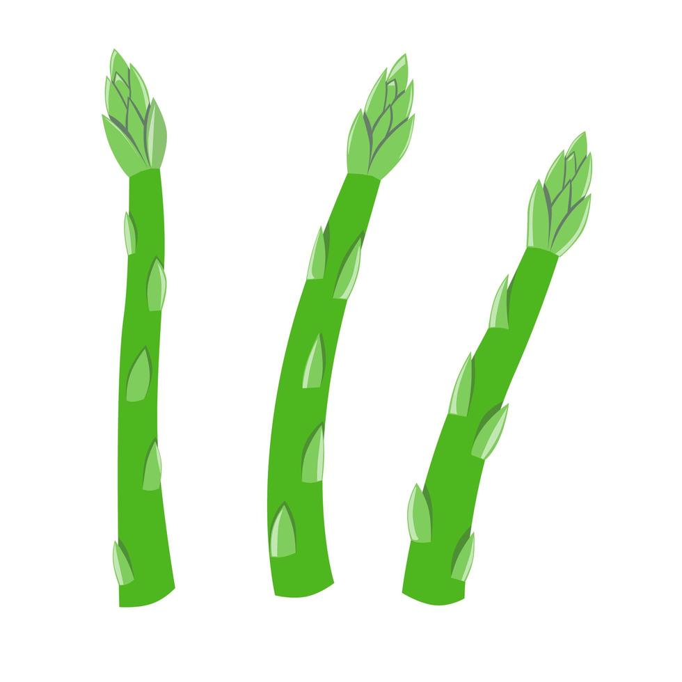 Fresh green asparagus vegetable isolated icon. vector illustration in cartoon style