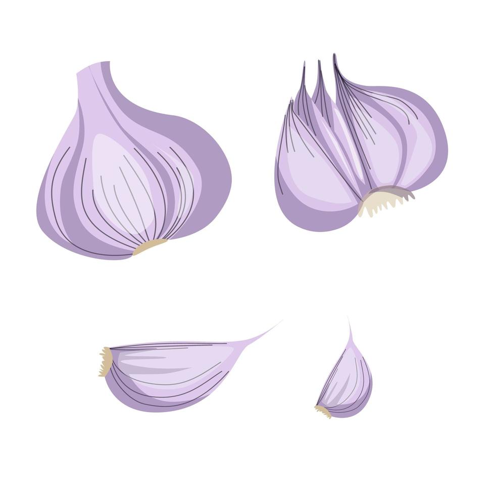 Garlic isolated on a white background. Vector illustration