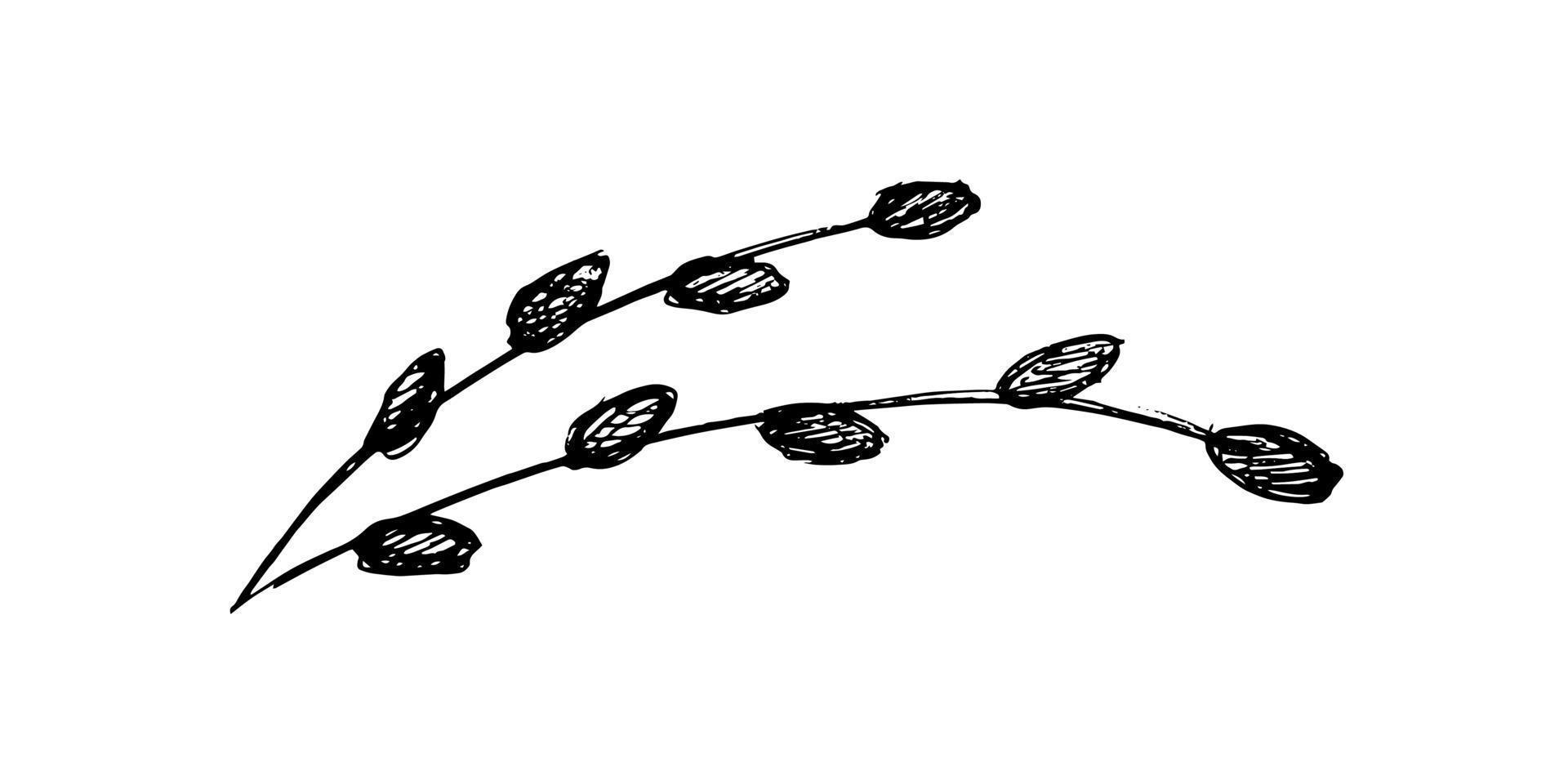 willow twig sketch. willow hand drawing isolated on white background. holy easter resurrection of christ vector