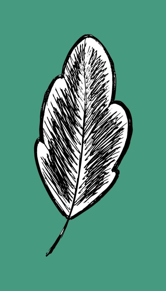 logotipo de boceto de hoja. aislado de hoja de árbol. árbol estilizado - ilustración vectorial en estilo plano. herbario dibujado a mano vector