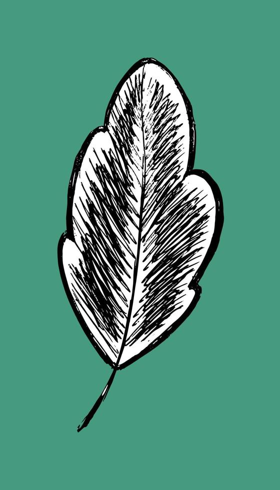 leaf sketch logo. tree leaf isolate. tree stylized - vector illustration in flat style. herbarium hand drawn