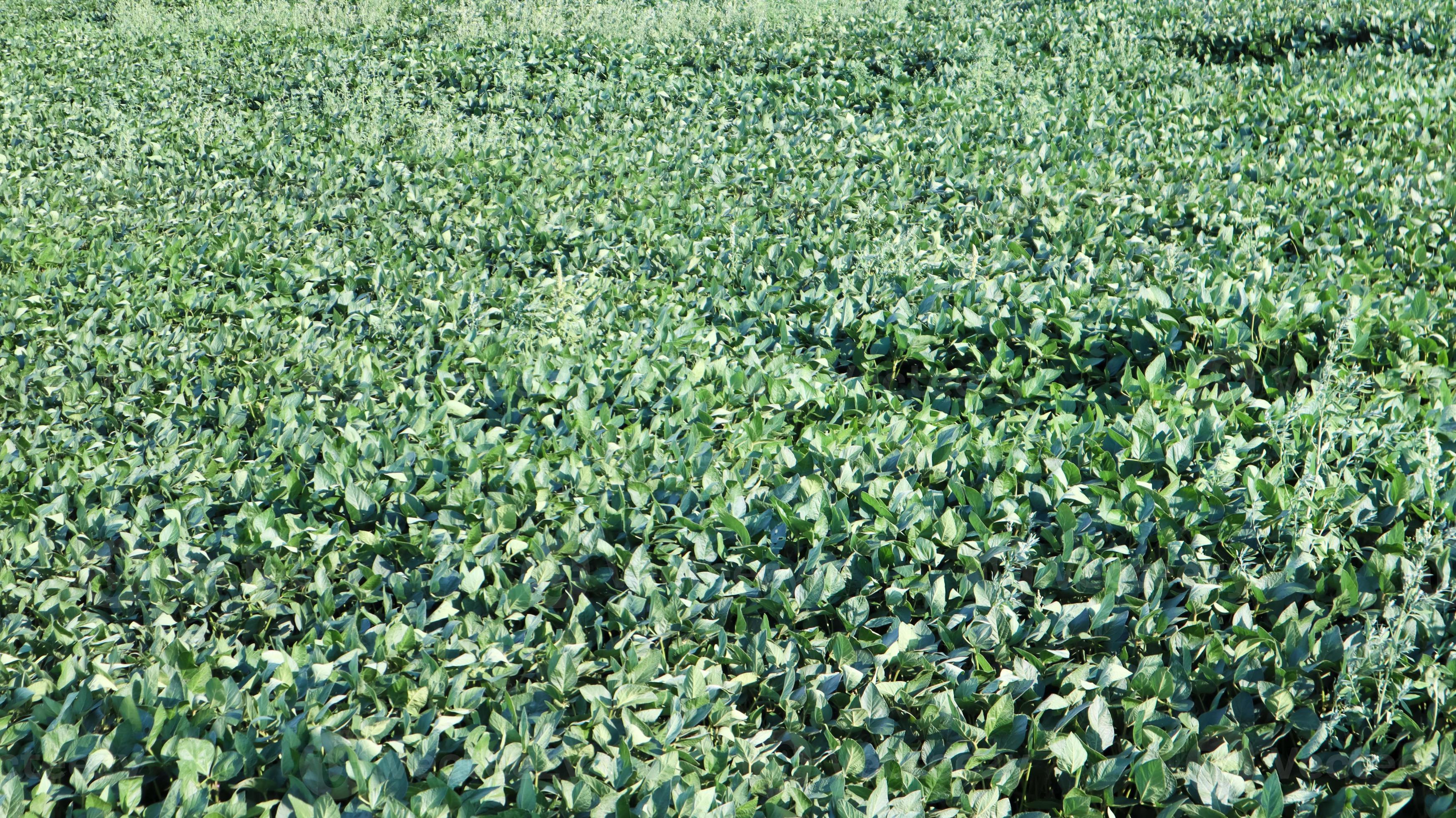 campo de soja de maduración verde, paisaje agrícola. plantación de soja en un día soleado. foto