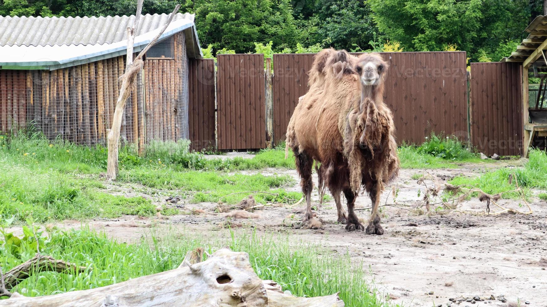 The two-humped camel in the zoo has two humps on its back, unlike the one-humped dromedary photo