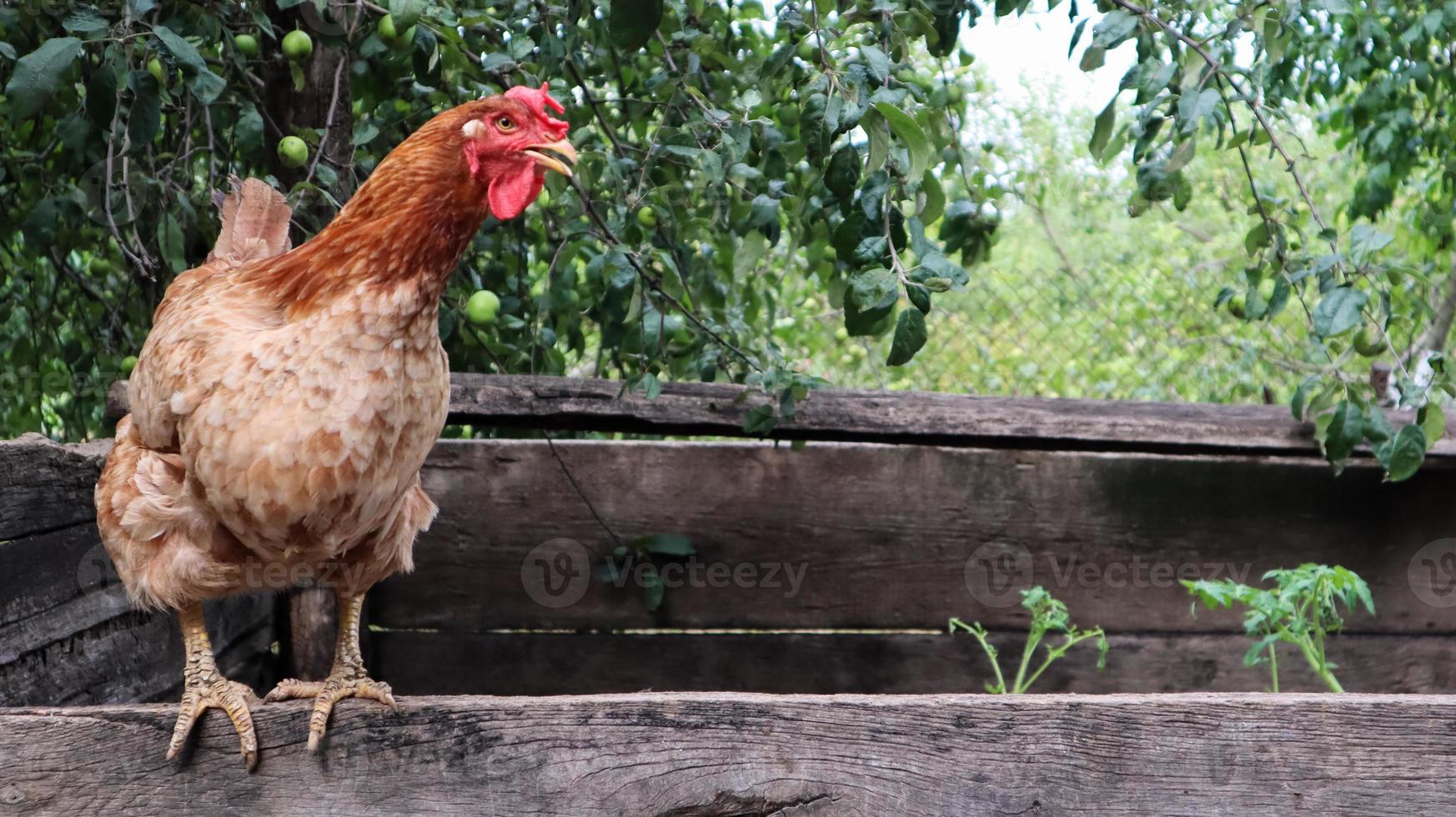 One large red-brown laying hen in the countryside on a sunny day against a colorful summer background. Loman Brown belongs to the egg type of chickens. Poultry breeding, chicken and egg production. photo