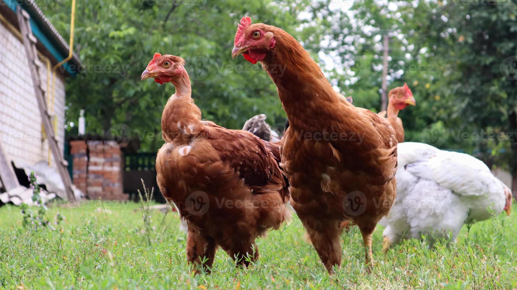 Pedigree brown and white hens and roosters eat grass in nature, outdoors in the backyard of a house near a chicken coop in the countryside. Purebred chickens in the yard of a rural house. photo