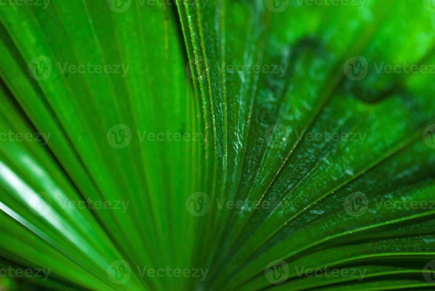 hoja de plátano fresca con un patrón. hermosa vista desde el interior