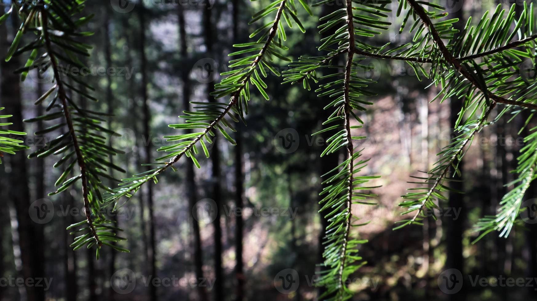 Tourist route Dovbush trail. Picturesque rocks on a hiking trail in a forest mountain near the village of Yaremche in autumn. Beautiful pine forest on a sunny day. Ukraine, Carpathians photo