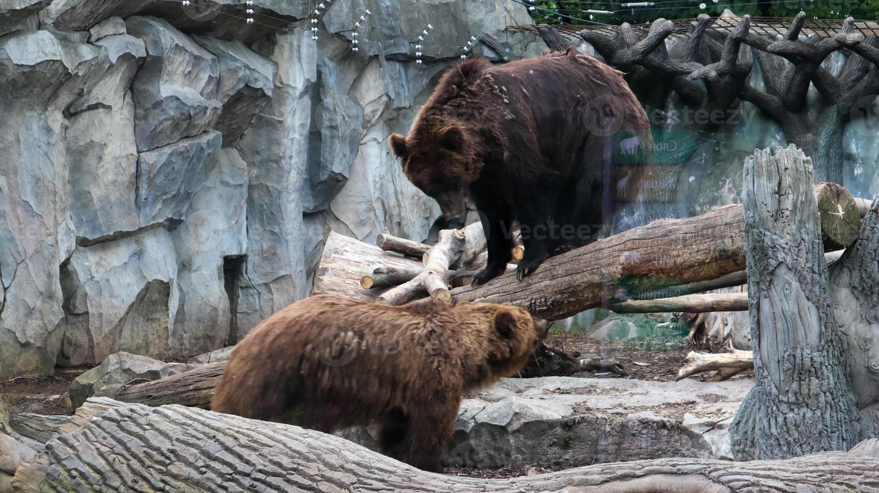 A large pensive brown bear sitting in a zoo behind glass. A circus animal sits in a magnificent pose and thinking. photo