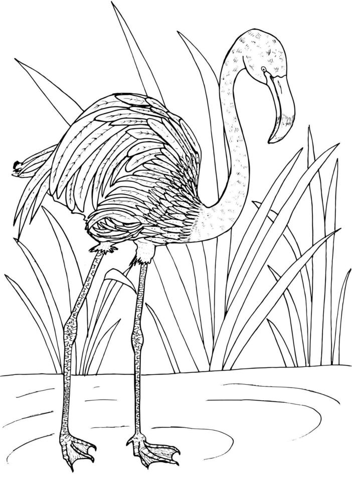 flamingo for coloring page vector