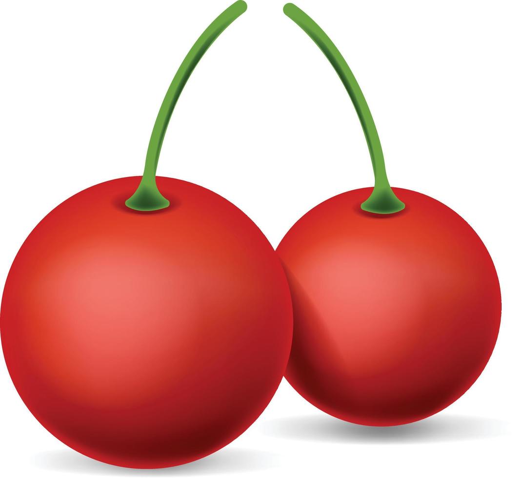 Cherry fruit fresh new vector