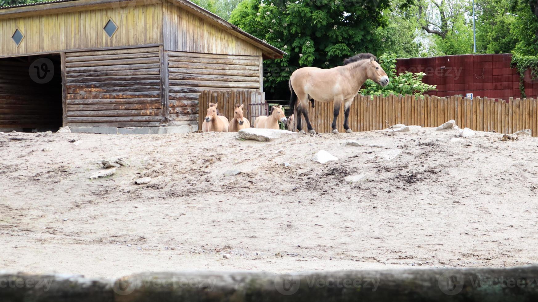 Przhevalsky Mongolian horses in the pen. A species or subspecies of a wild horse that lives in Asia. photo