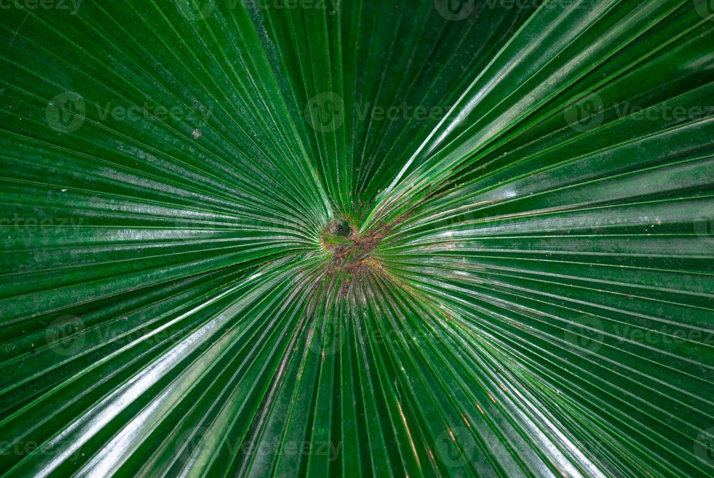 gran hoja verde de palmera de cerca foto