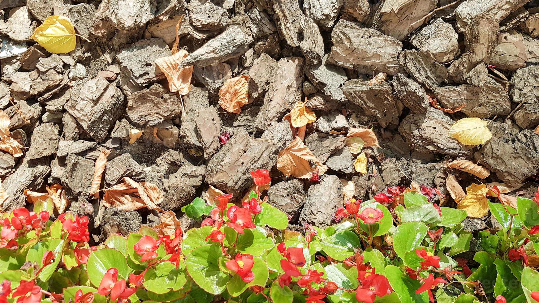 Sawdust for the garden. Texture of tree bark lying on the ground. Background from a tree bark with small red flowers and yellow leaves in autumn photo