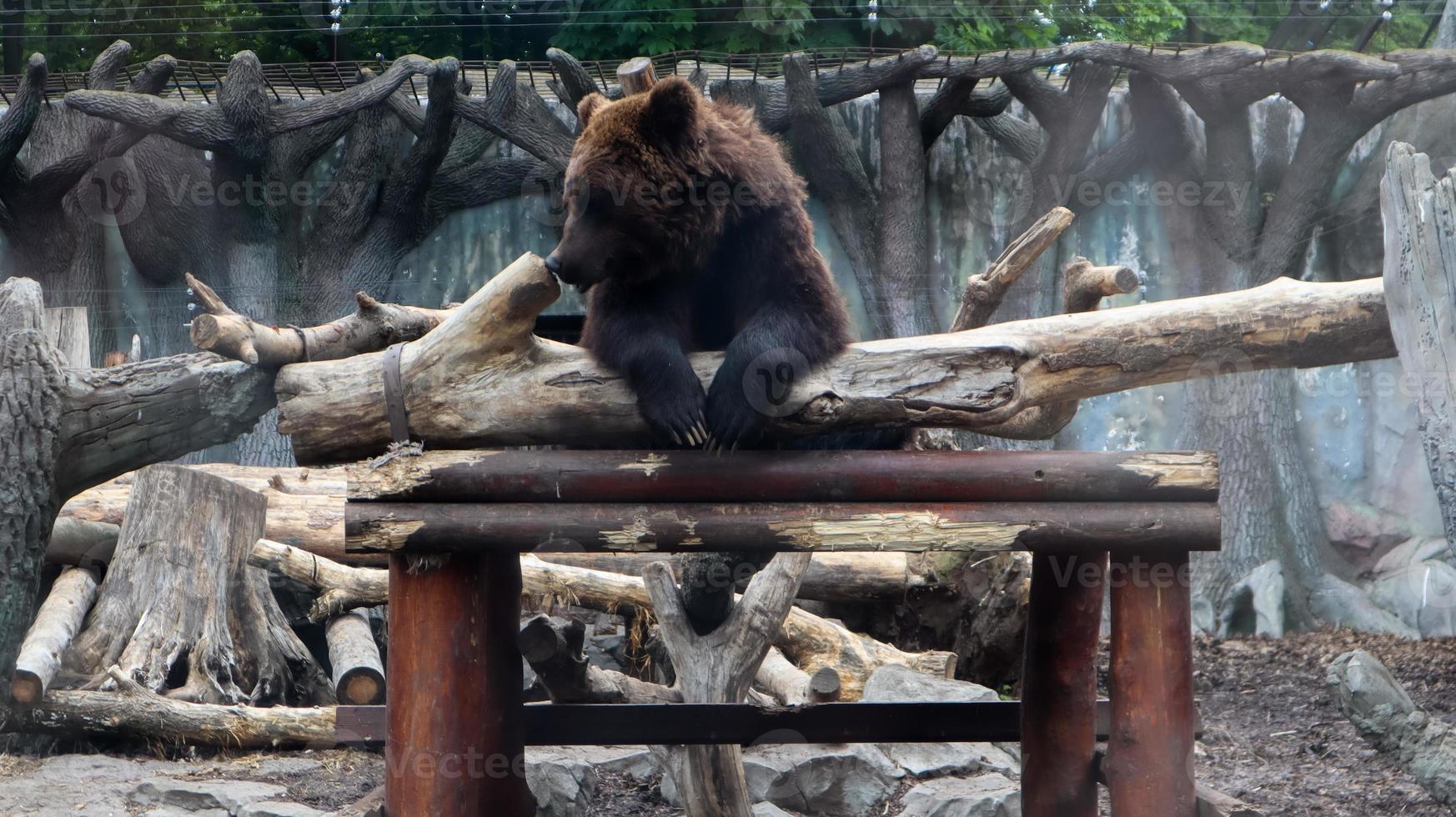 A large pensive brown bear sitting in a zoo behind glass. A circus animal sits in a magnificent pose and thinking. photo