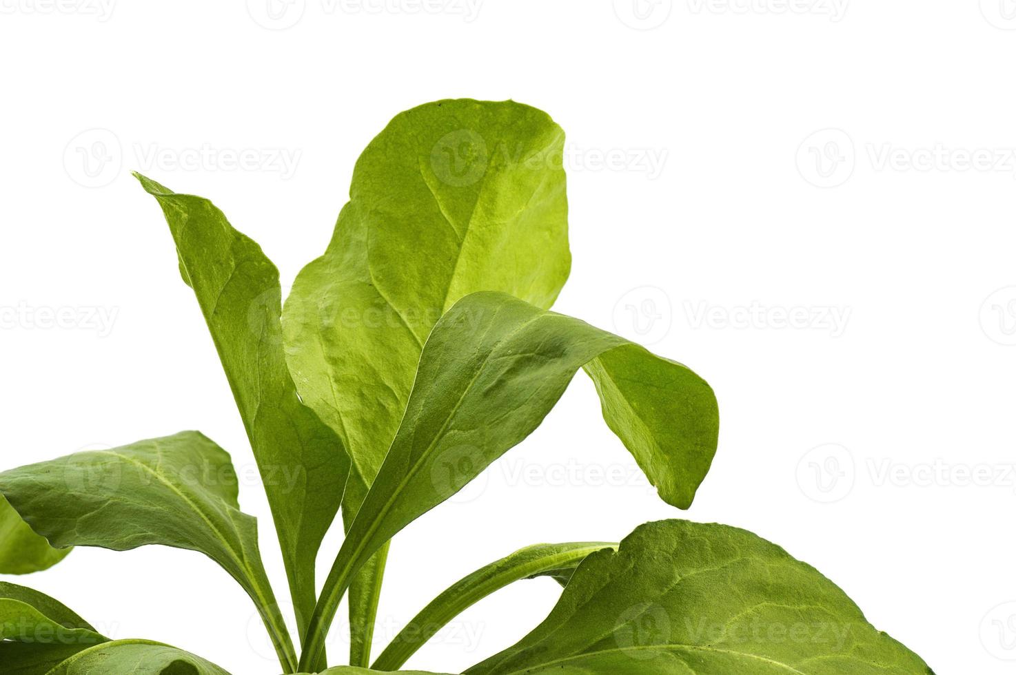 Close up of fresh green spinach isolated on white background photo