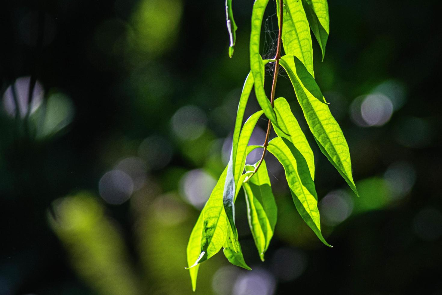 Close up green Fern leaf with water abstract nature background 5543021  Stock Photo at Vecteezy