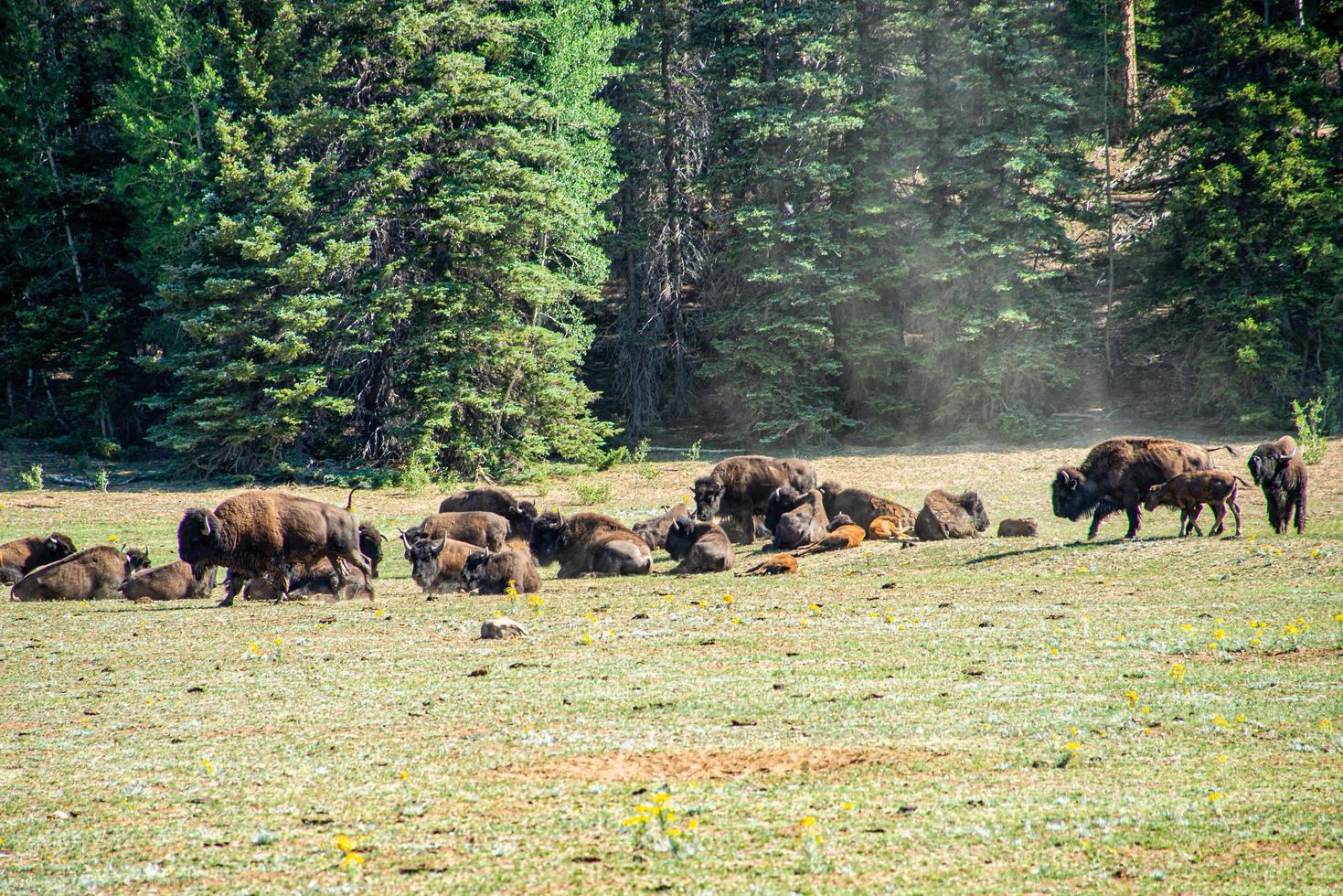 Arizona, North Kaibab Buffalo 5543252 Stock Photo at Vecteezy
