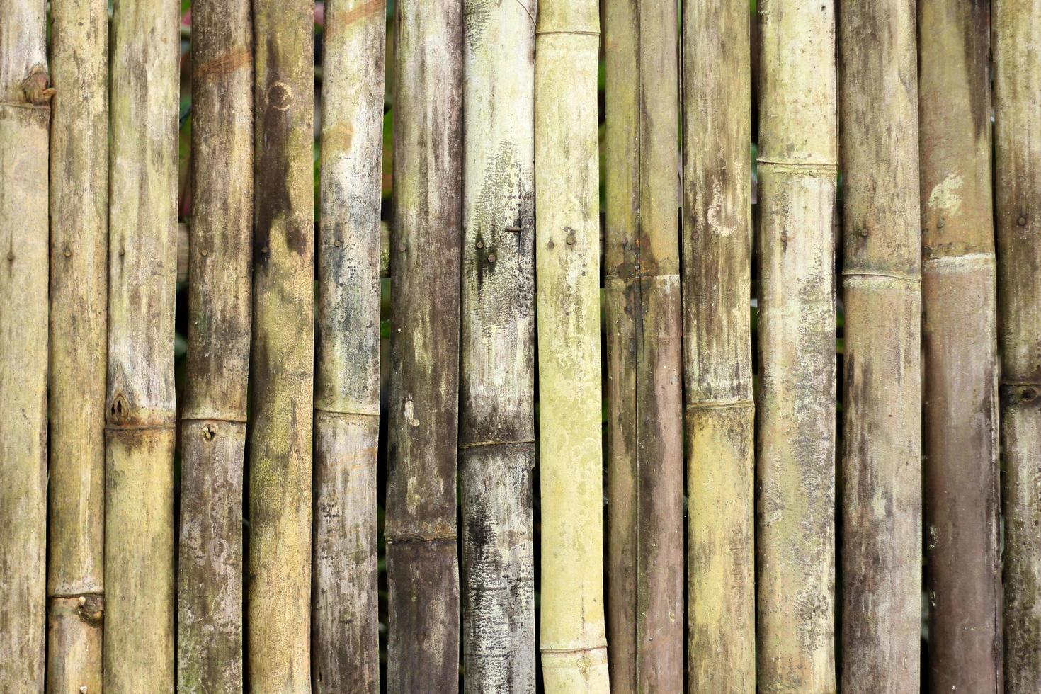 bamboo fence natural photo