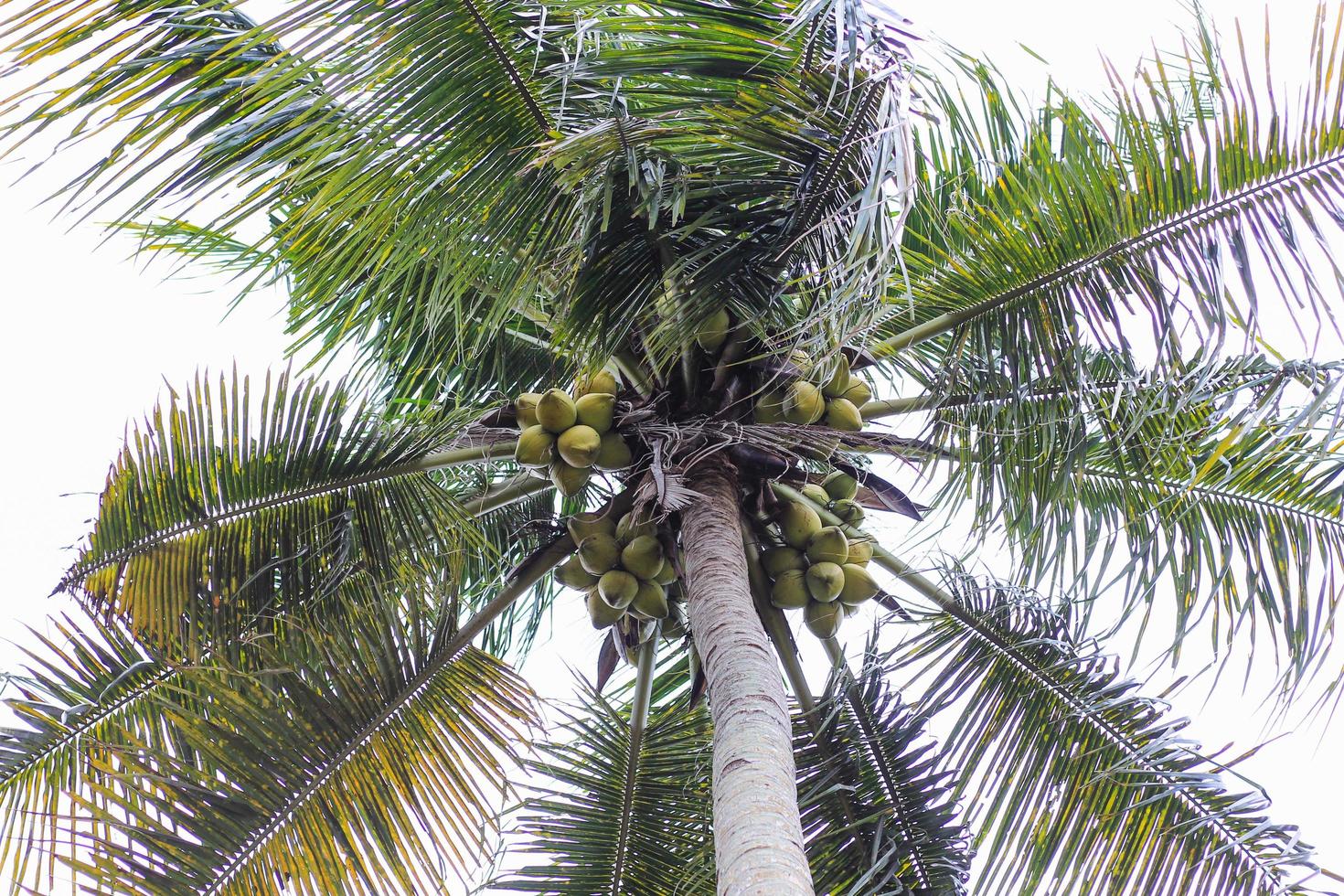 coconut tree white sky photo