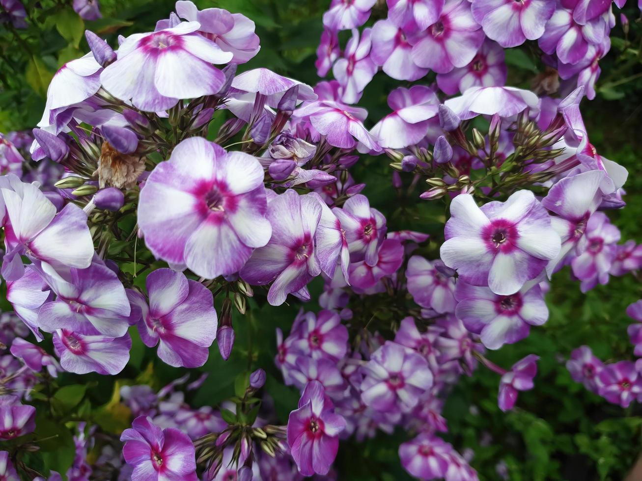 Bushes of purple flowers photo