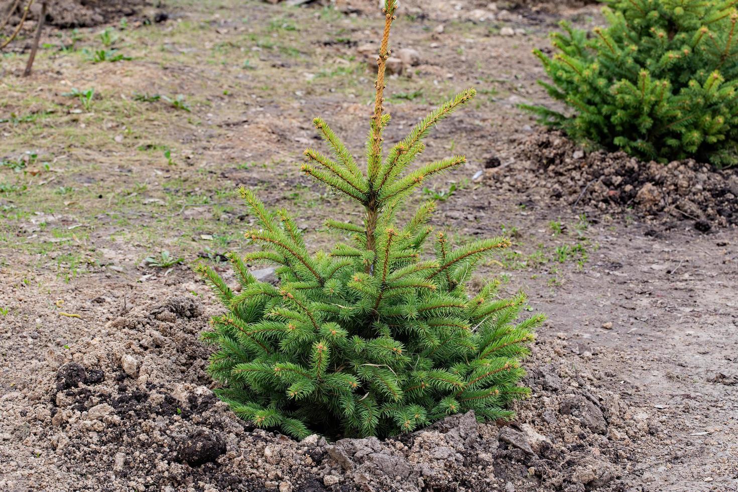 Young spruce in the park photo