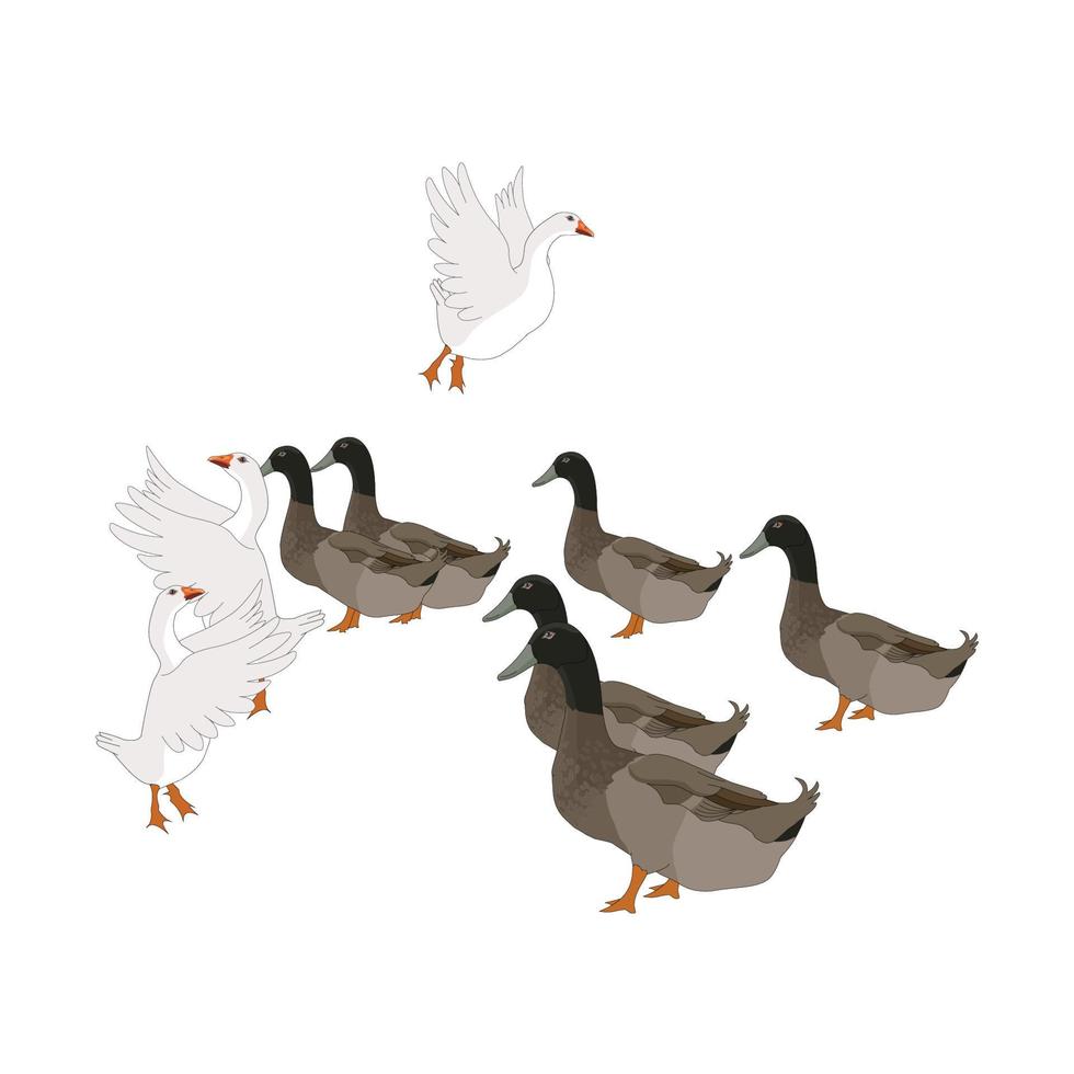 Beautiful Duck Vector file