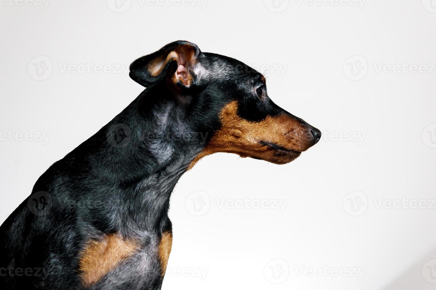 Close-up portrait of miniature pinscher dog with symptom disease - follicular dysplasia or alopecia pattern photo