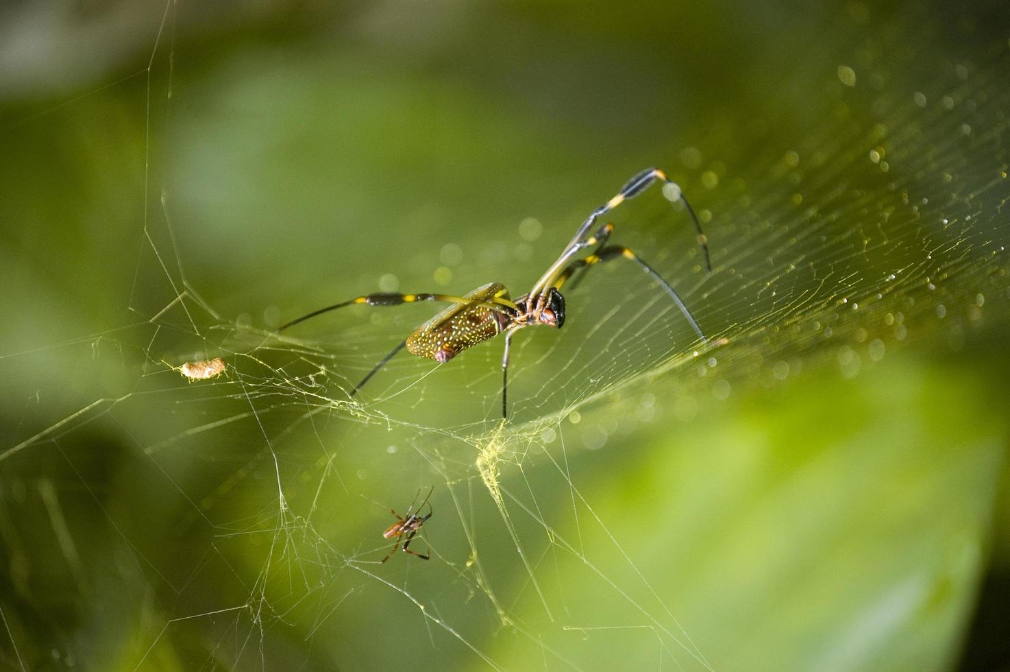 Close up of a spider weaving the spider web. Small spider next to it. Arenal, Costa Rica. Green background photo