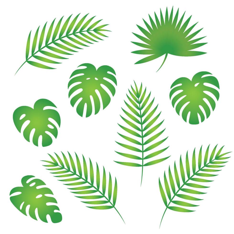 Collection of Tropical Palm Tree Leaves vector