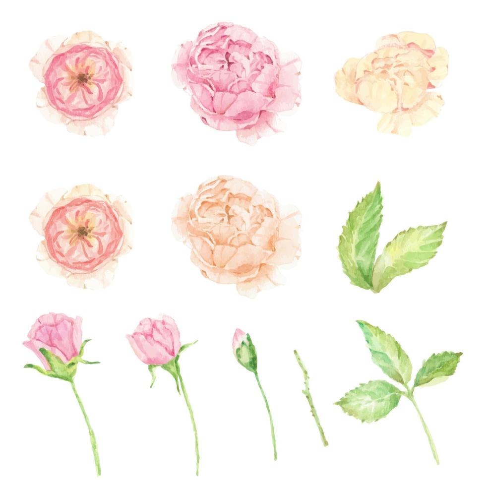 watercolor beautiful English rose elements isolated on white background vector