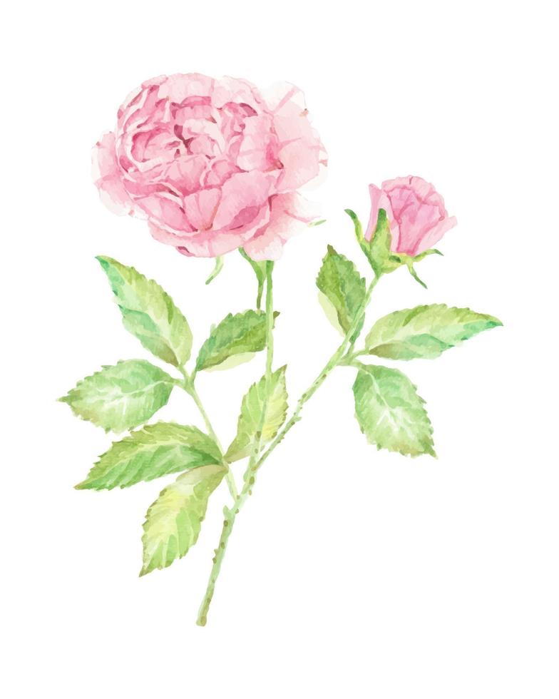 Acuarela hermosa flor rosa inglesa rama ramo aislado sobre fondo blanco. vector