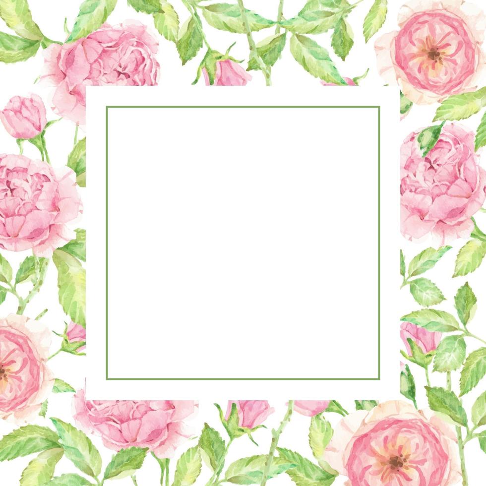 watercolor beautiful English rose flower bouquet garden square banner background vector