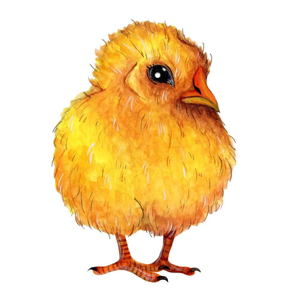 Cute yellow chicken watercolor illustration. Hand drawn poultry isolated on white background. Bright little cockerel or hen, fluffy farm bird. Clipart for decoration, design of spring cards vector